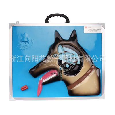 厂家直销3327条件反射演示器医学生物教学模型仪器