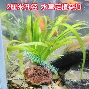 水草定植环大孔径红色鱼虾躲避洞水草沉底固定种植精品火山石定植