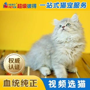 蓝金长毛猫英短金渐层幼猫纯种宠物猫中型猫咪幼猫纯种宠物猫活体