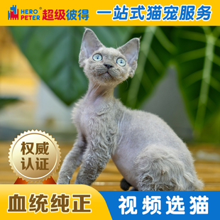 超级彼得德文卷毛幼猫纯种宠物猫中小型猫咪短毛猫灰色
