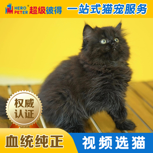 黑高地英国短毛幼猫纯种宠物猫中型猫咪短毛猫纯种宠物猫活体