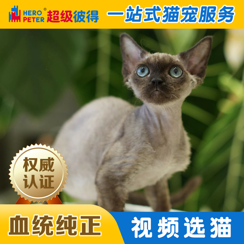 德文卷毛幼猫咖色纯种宠物猫中小型猫咪短毛猫幼猫纯种宠物猫活体