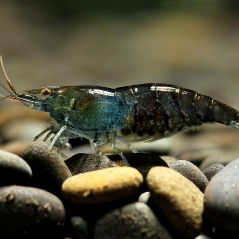 极速黑壳虾除藻虾鲜活观赏虾清洁草虾淡水M虾活体樱花虾活虾耐活,节庆用品/礼品,路引,淘宝优惠券,粉丝福利购,淘宝优惠卷