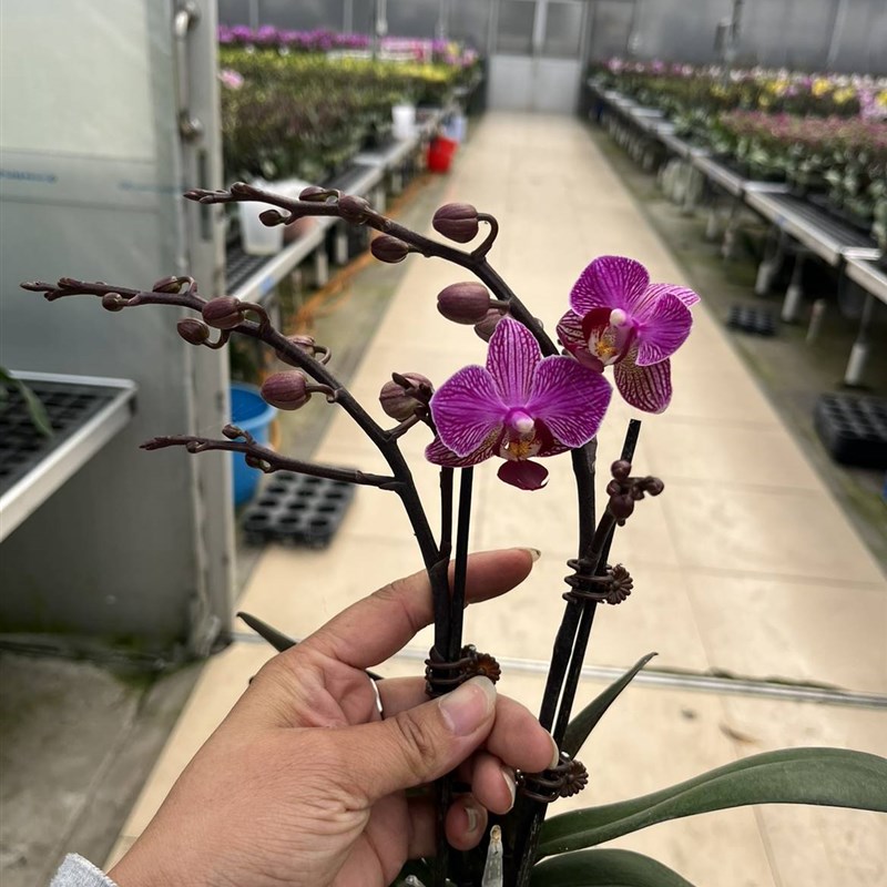 极速麒麟兰c苑趣味蝴蝶兰带包带花盆栽室内阳台四季鲜花花期长