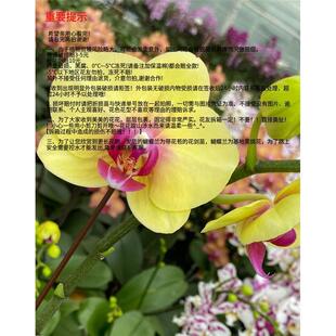 极速麒麟兰苑高品质蝴蝶兰大辣椒带花兰花苗好活易养室Z内花卉绿