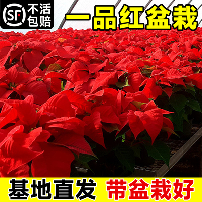 极速一品红盆f栽圣诞花庭院阳台花卉植物室内花好养活四季客厅桌
