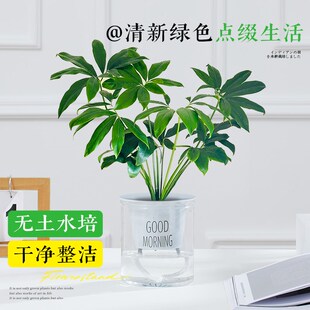 极速印第安羽毛水培植物盆栽室内龙C鳞春羽蔓绿绒花瓶绿植客厅四