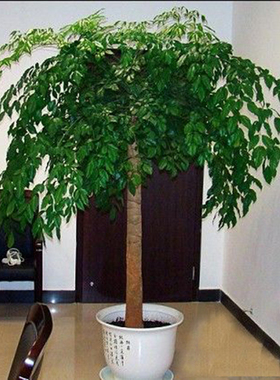 极速爆品销幸福树平安树室内客厅A大型植物盆景幸福树平安净化空