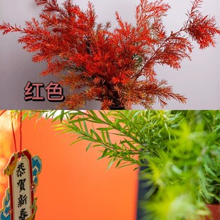 极速【香菇姐姐】新森林-花刻千层F金秋日小森林观赏 好养活