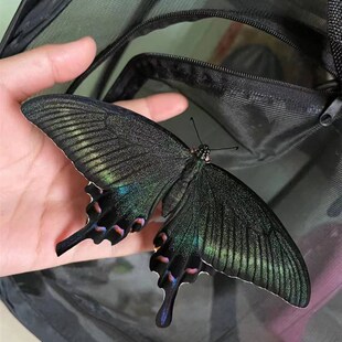 极速蝴蝶蛹可孵化认主多品种柑橘凤蝶宠H物绿带翠凤蝶蛹(越冬蛹)