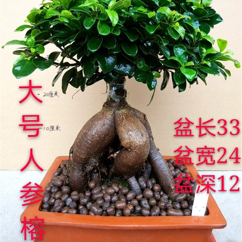 极速大型绿植金钱榕小叶榕树摇钱树人参榕S型老桩T客厅四季常青盆