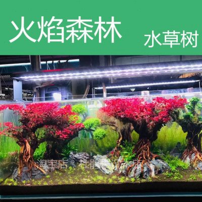 火焰森林水草树紫红丁香树鱼缸造景装饰带底座绑好水草