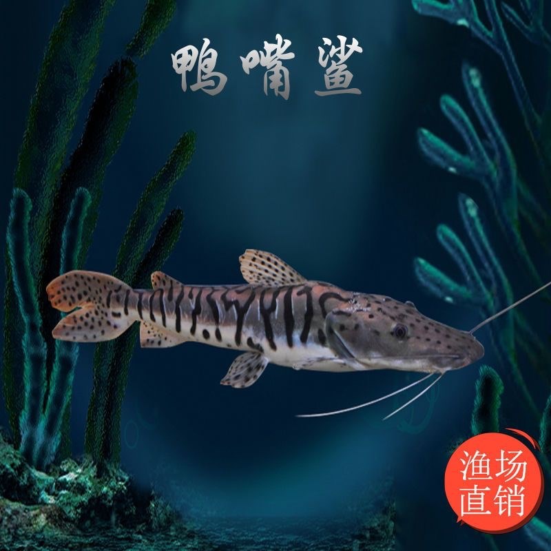 虎斑鸭嘴鲨鱼活体虎纹鸭嘴鱼淡水鲨鱼大型凶猛热带观赏鱼12到16大