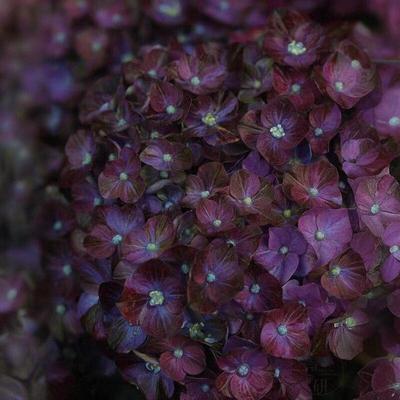 新品种罗素勃朗宁流星雨莫奈大海蓝万花筒绣球花苗语庭院花园花卉