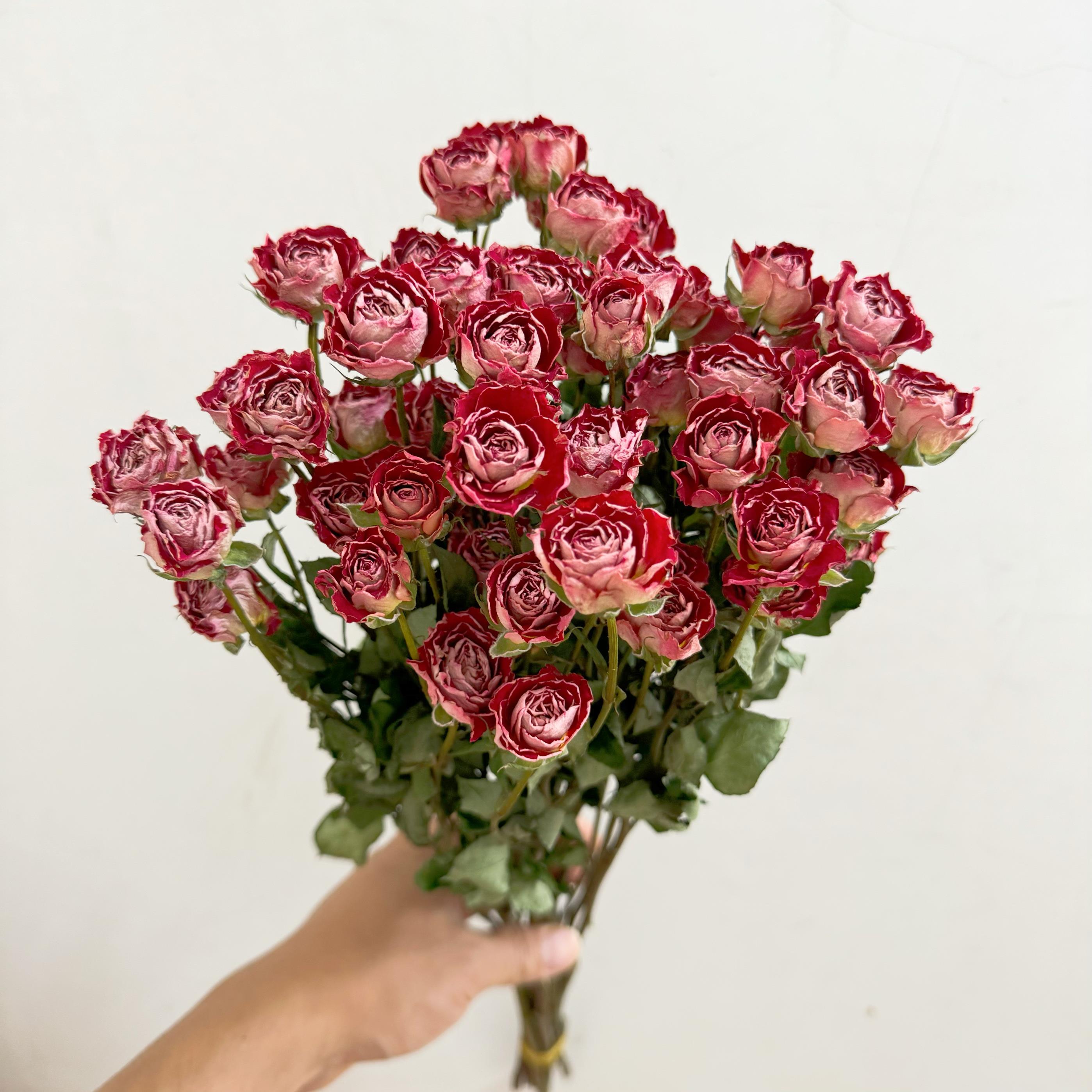 风干多头蔷薇泡泡干花束玫瑰烘干真花小清新客厅插花装饰拍摄道具