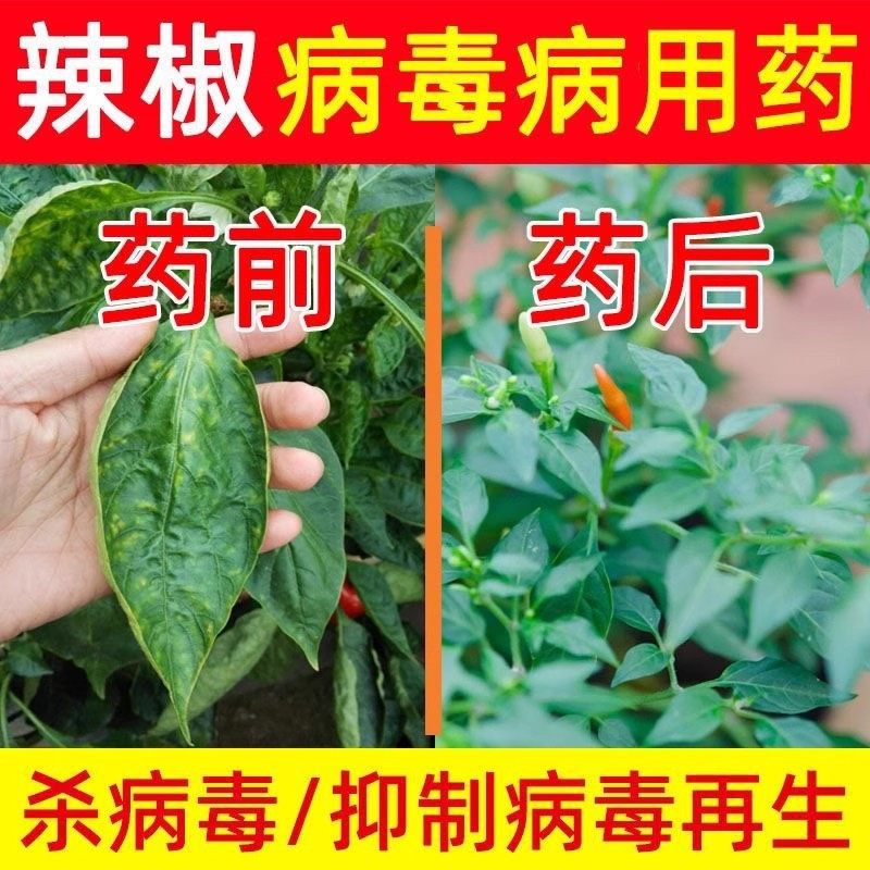 病毒病专用药病毒辣椒黄瓜番茄