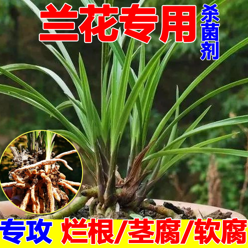 兰花根腐病专用药甲霜恶霉