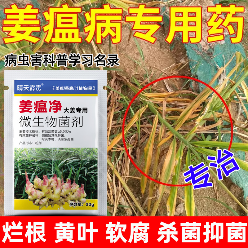 姜瘟净干尖黄叶生姜预防病害