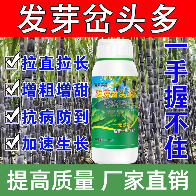 催芽岔头多正品通用型快速香椿
