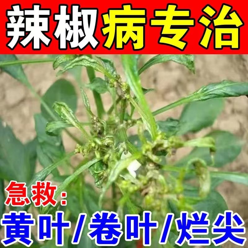 辣椒病毒套餐卷叶黄花青枯