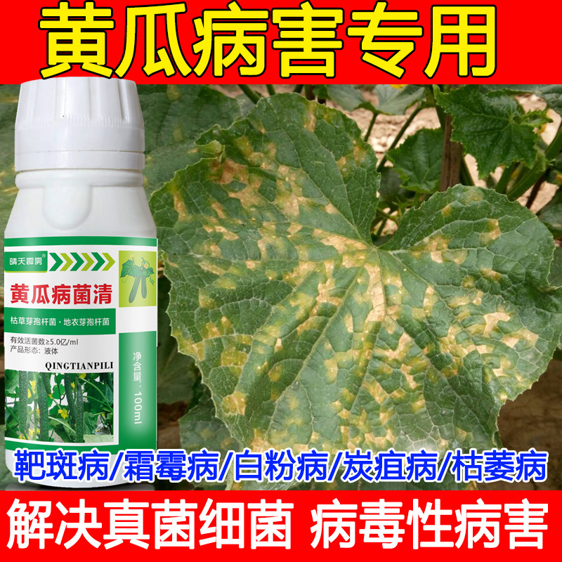 黄瓜专用药杀菌剂靶斑病灰