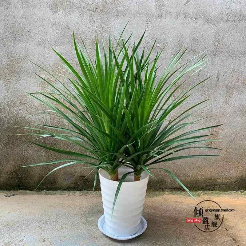 龙须树盆栽香龙血树龙须树苗花卉绿植盆栽龙须树多头植物净化空气图片