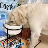 狗碗狗盆猫碗大型犬护颈防打翻狗碗陶瓷狗碗狗食水盆狗碗支架高脚