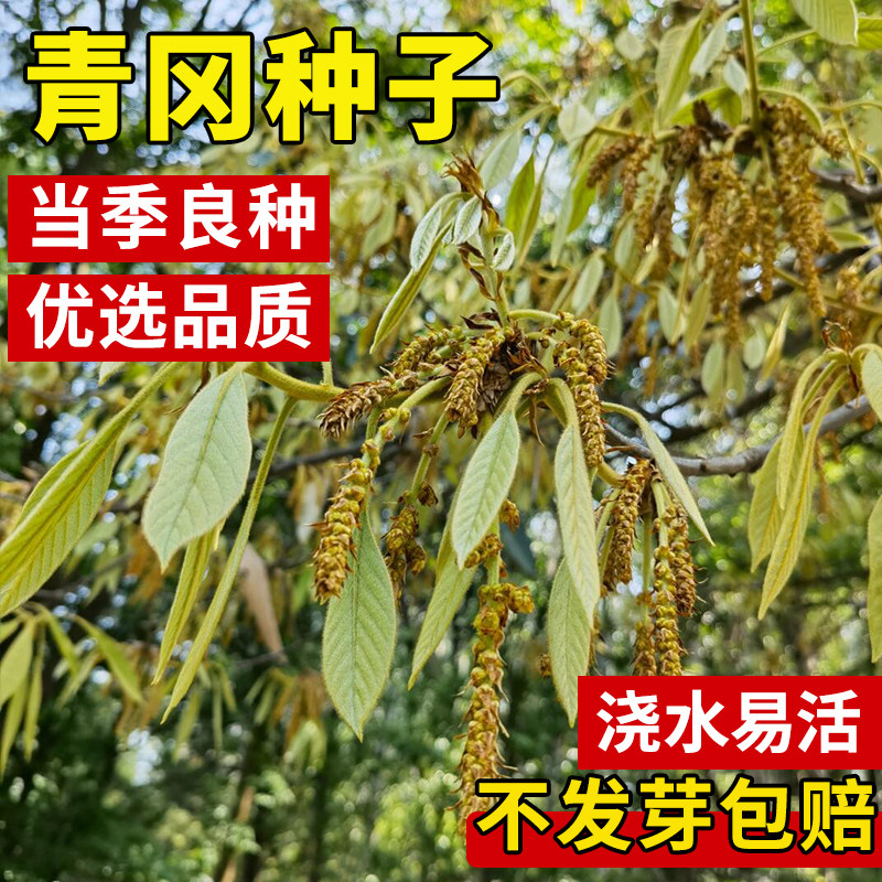 新采青冈栎种子 青冈树种子 紫心木种子 气象树种子 槲栎种子
