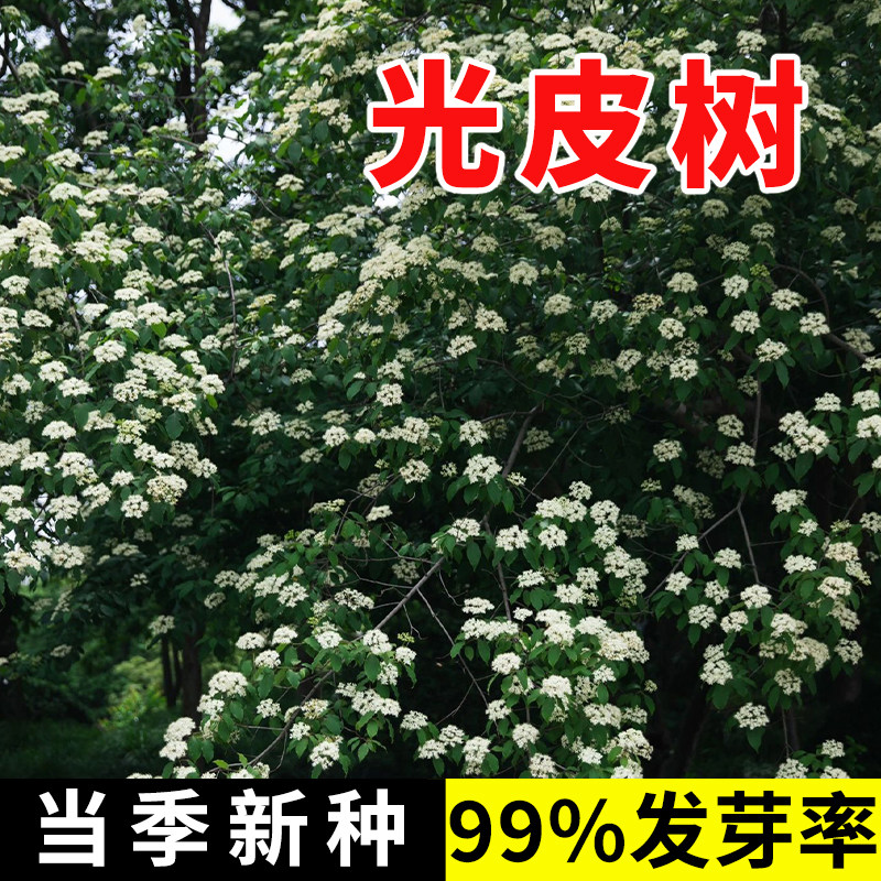 光皮梾木种子油料植物油脂食用绿肥绿化树斑皮抽水树光皮树种子籽