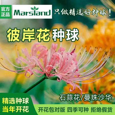 彼岸花种球曼珠沙华盆栽红
