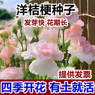 9.9元2包洋桔梗花种子四季种易活室内室外开花种孑盆栽花种籽花籽