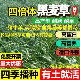 鱼草种子黑麦草喂鱼鱼塘种植养鱼专用草多年生牧草鱼草籽四季常青