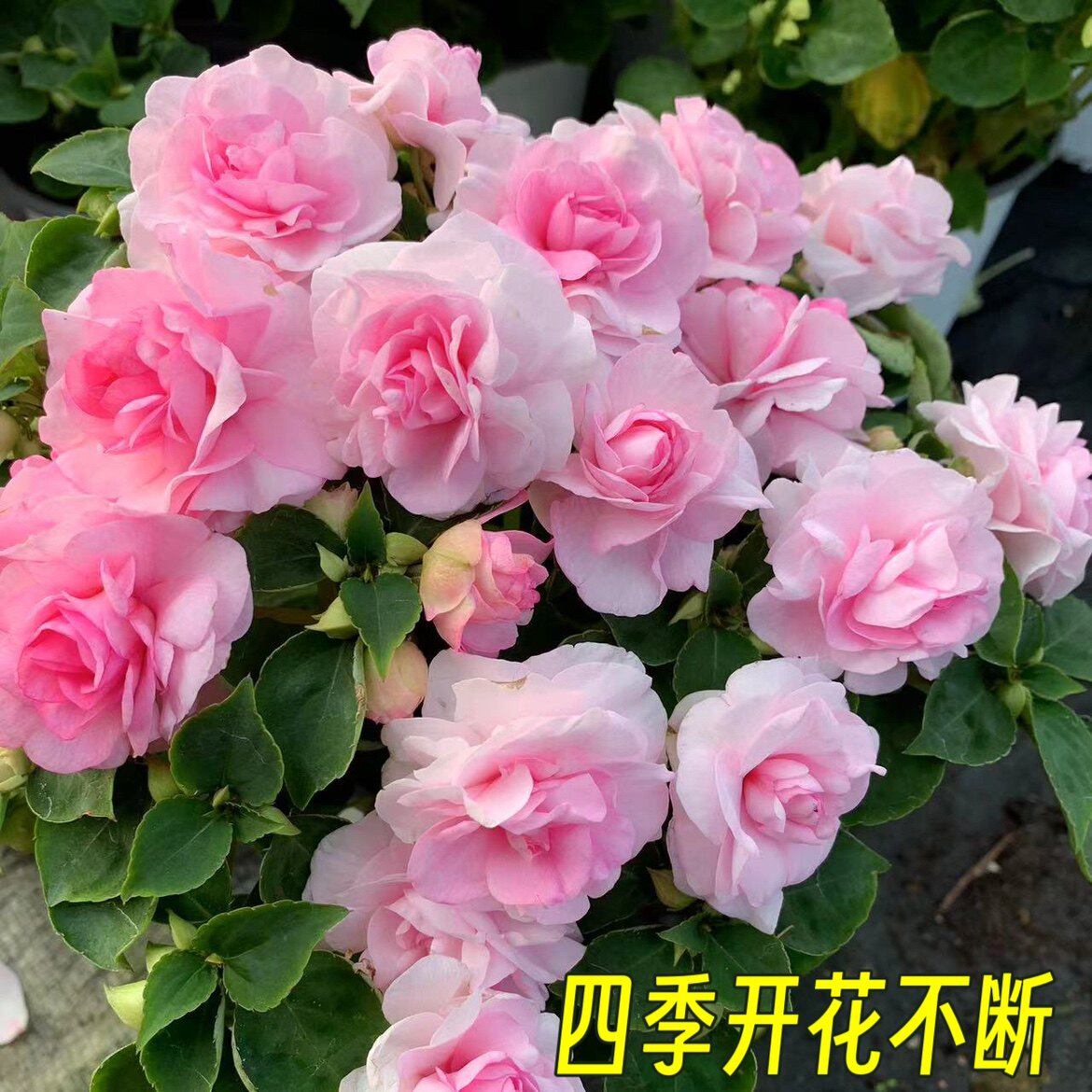 凤仙花大苗只带花苞盆栽四季花多年生阳台庭院玻璃翠重瓣水梅花