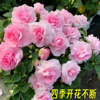 凤仙花大苗只带苞盆栽四季
