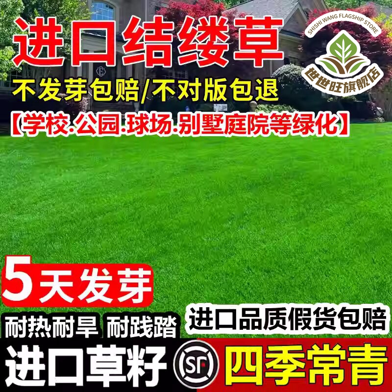 日本结缕草中华籽细叶种子