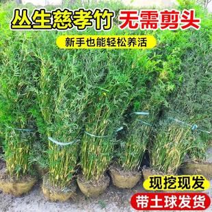 丛生慈孝竹盆栽室内庭院景观绿植凤尾竹好养活四季常青耐寒竹子苗