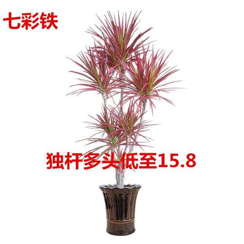 七彩铁五千年木盆栽三色