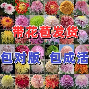 【稀有品种大菊花】盆栽大苗带花苞菊花苗千头菊耐寒室内花卉植物