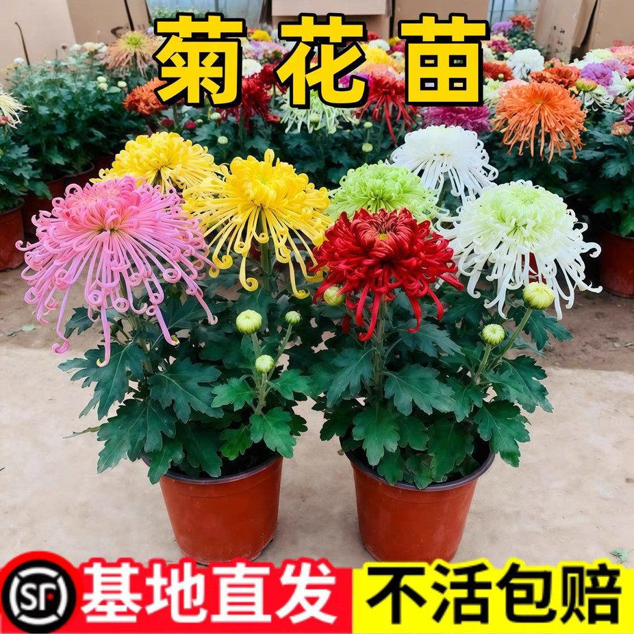 【稀有品种大菊花】盆栽大苗九月大菊秋菊花苗花卉植物盆栽今年开