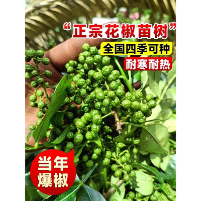 四川九叶青花椒苗树大当年