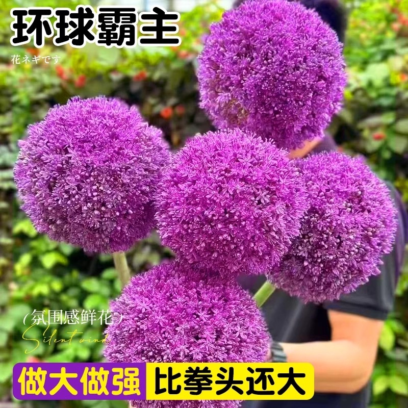 大花葱种球荷兰进口盆栽耐寒花卉植物庭院地栽大葱花球根四季易活