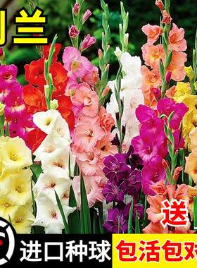剑兰种球多年花卉盆栽十三