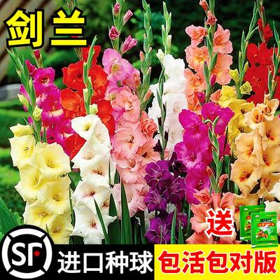 剑兰种球多年花卉盆栽十三