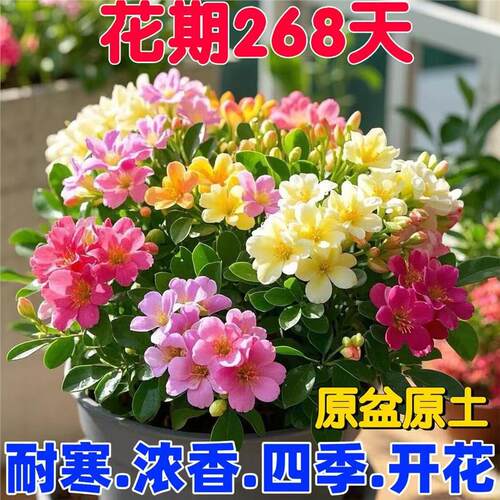 【新品推荐】耐寒浓香九里