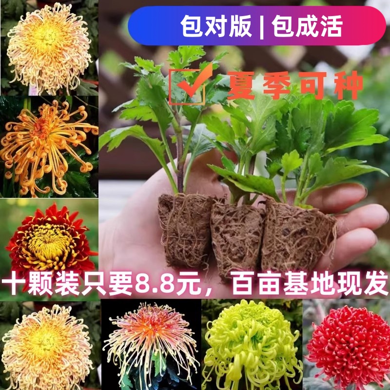 菊花苗包邮大菊花盆栽室内外庭院阳台花卉绿植物四季开花菊花苗