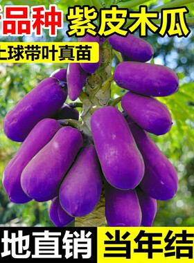 新品紫皮木瓜苗冰糖红心水