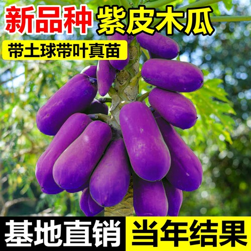 新品紫皮木瓜苗冰糖红心水