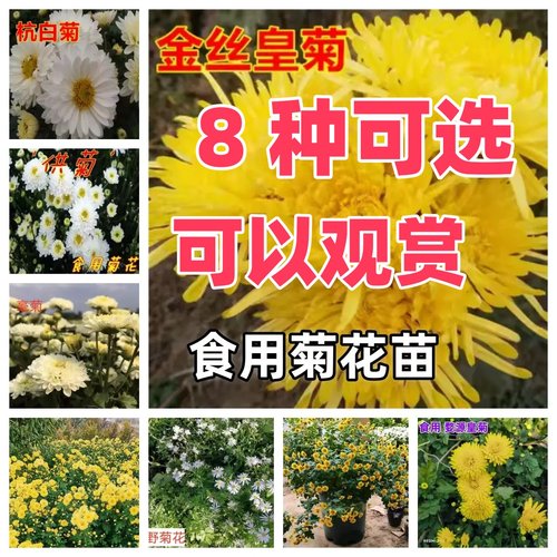食用菊花苗可泡茶金丝皇黄