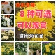 食用糖心菊花苗可泡茶金丝皇菊黄山贡菊杭白菊草莓苗庭院阳台盆栽