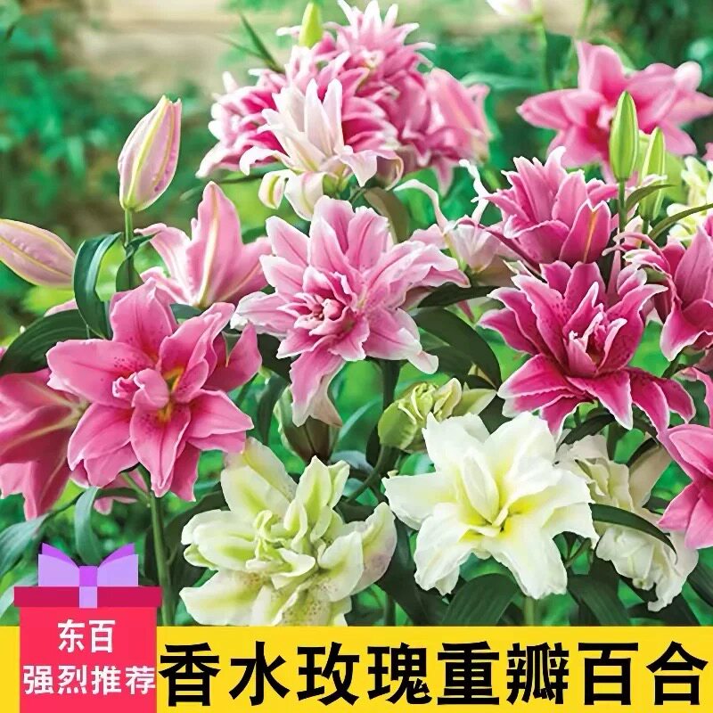 进口香水百合种球重瓣包开花对版图片